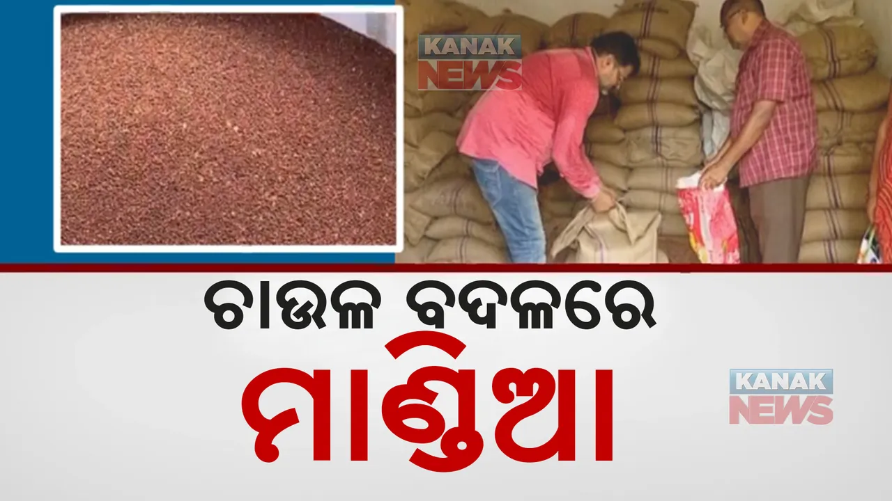  ଅପପୁଷ୍ଟି ରୋକିବ ମାଣ୍ଡିଆ; ଚାଉଳ ବଦଳରେ ମାଣ୍ଡିଆ, କାର୍ଡ ପିଛା ମିଳୁଛି ୬୦ କେଜି
