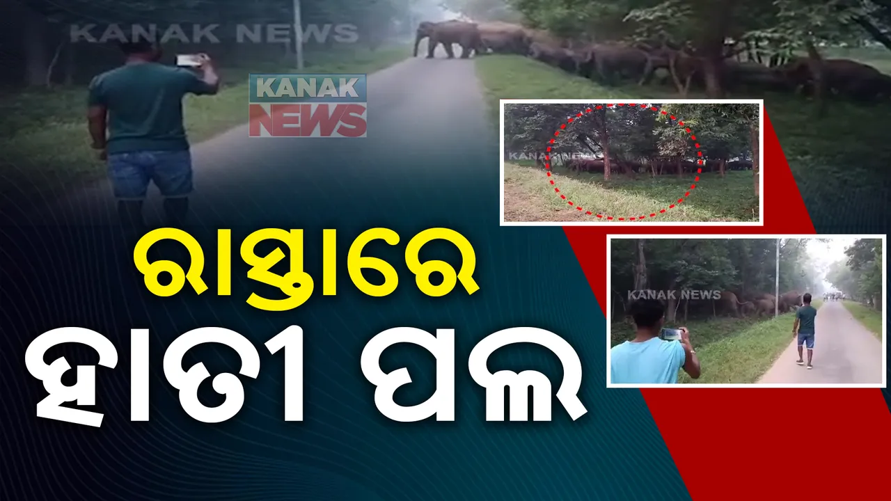  ସୁନ୍ଦରଗଡ଼ରେ ବଣୁଆ ହାତୀଙ୍କ ଉତ୍ପାତ:ରାସ୍ତାରେ ବୁଲୁଛନ୍ତି ୨୨ଟିକିଆ ହାତୀ ପଲ