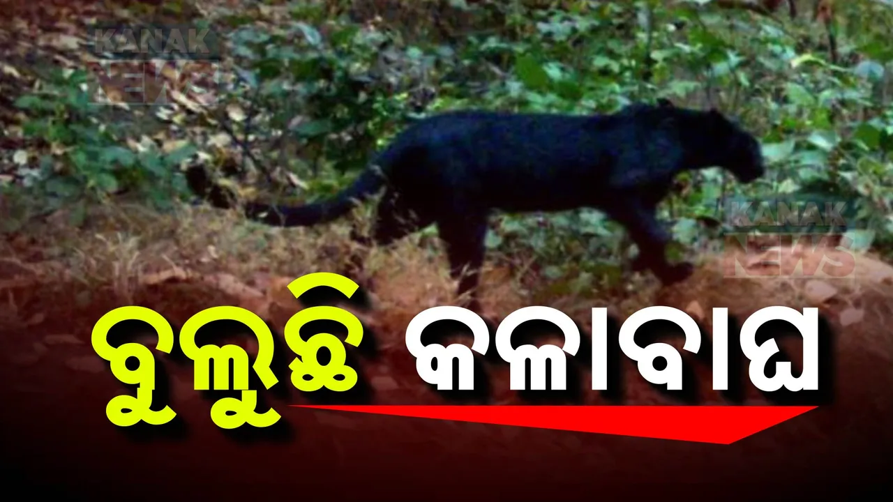  ସୁନ୍ଦରଗଡ଼ରେ ଜଙ୍ଗଲରେ ବୁଲୁଛି କଳା ବାଘ, ଟ୍ରାପ କ୍ୟାମେରାରେ କଏଦ ହେଲା ଚିତ୍ର