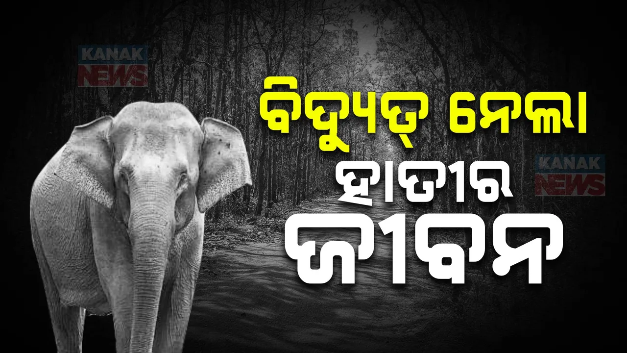  ବିଦ୍ୟୁତ୍ ଆଘାତରେ ଗଲା ଗଜରାଜଙ୍କ ଜୀବନ ; ମୟୂରଭଞ୍ଜ ବେତନଟୀରେ ଆଉ ଏକ ହାତୀ ମୃତ୍ୟୁ