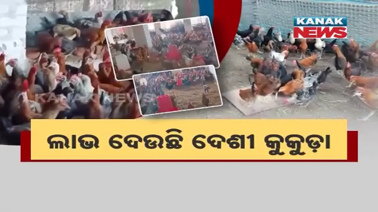  ପରିବାର ପୋଷୁଛି ଦେଶୀ କୁକୁଡ଼ା । ରୋଜଗାରକ୍ଷମ ହେଉଛନ୍ତି ମହିଳା ।