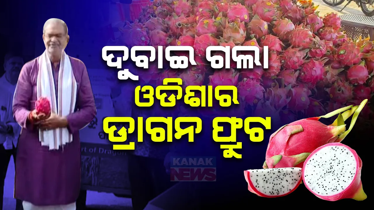  ଦୁବାଇ ଗଲା ବଲାଙ୍ଗୀରର ଉତ୍ପାଦିତ ଡ୍ରାଗନ ଫ୍ରୁଟ୍ । କୋଭିଡ୍ ବେଳେ ଆରମ୍ଭ ହୋଇଥିଲା ଚାଷ ।