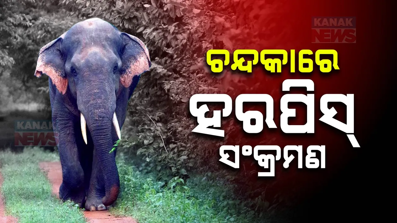  ଚନ୍ଦକାରେ ହାତୀଙ୍କୁ ହରପିସ୍‌ ଭୟ;  କୁଙ୍କି ହାତୀ ମାମାର ମୃତ୍ୟୁ ପରେ ତତ୍ପର ବନ ବିଭାଗ