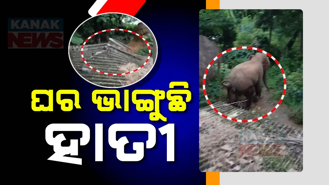  ଘର ଭାଙ୍ଗୁଛି ହାତୀ ; ନୀଳଗିରି ଅଞ୍ଚଳରେ ଗଜରାଜ ଆତଙ୍କ, ବନ କର୍ମଚାରୀଙ୍କୁ ଅଟକ ରଖିଲେ ଗାଁଲୋକ ।