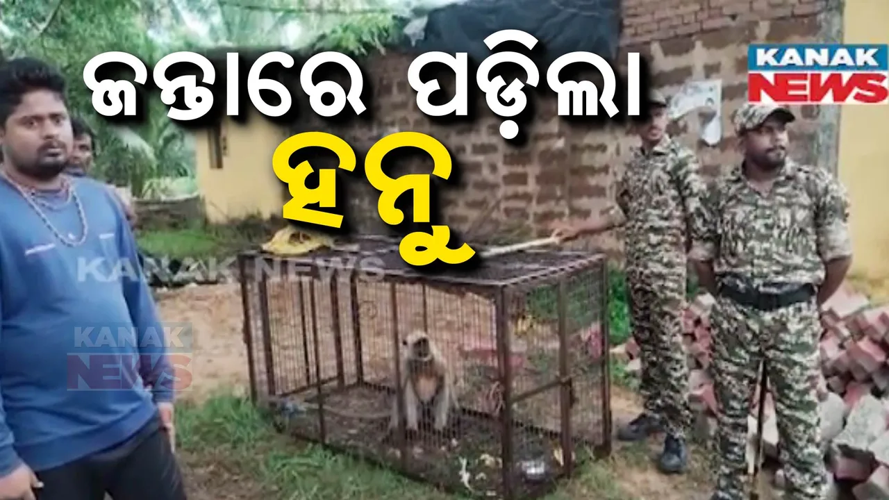  ଜନ୍ତାରେ ପଡିଲା କାମୁଡା ମାଙ୍କଡ । ୪ଜଣଙ୍କୁ କରିଥିଲା ଗୁରୁତର