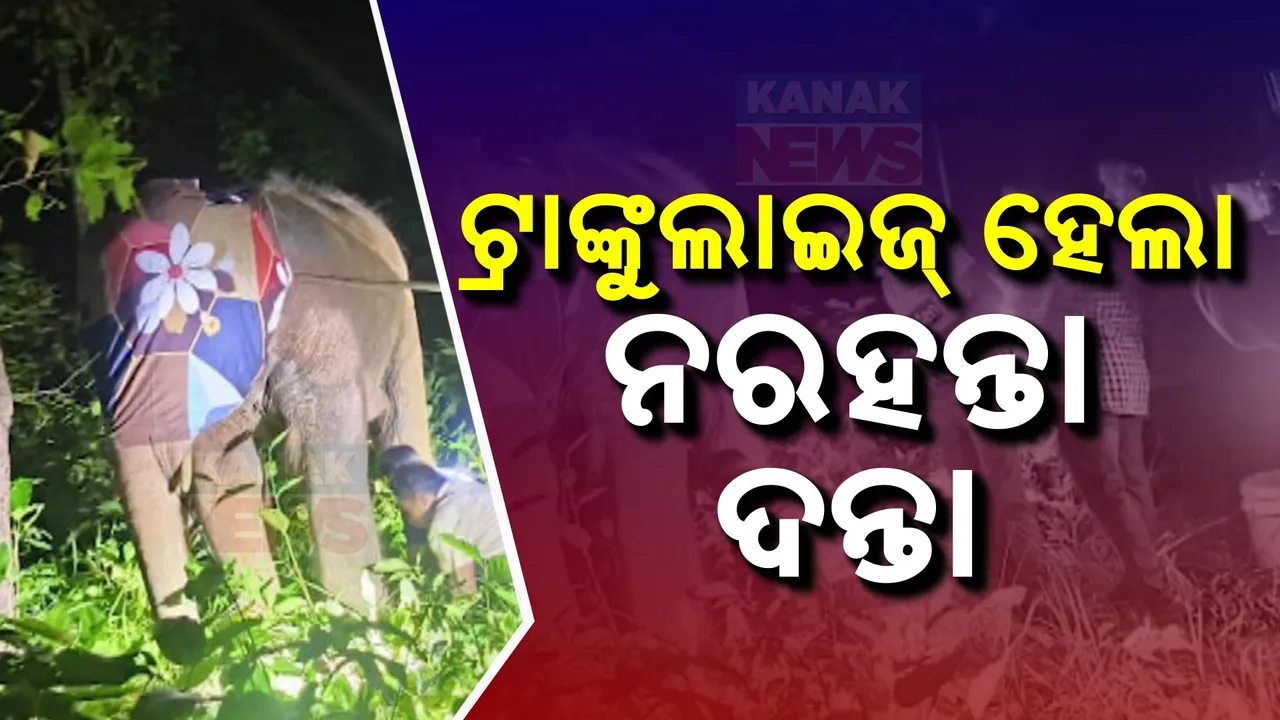  ଶେଷରେ ଟ୍ରାଙ୍କୁଲାଇଜ୍ ହେଲା ନରହନ୍ତା ଦନ୍ତା । ଏବେ ଦନ୍ତାର ନୂଆ ଠିକଣା ପାଲଟିବ କପିଲାସ ଜଙ୍ଗଲ