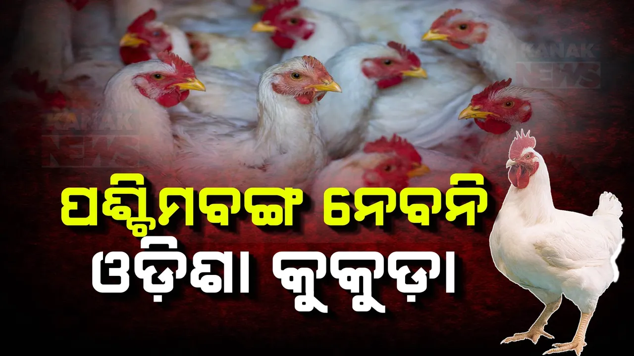  ପଶ୍ଚିମବଙ୍ଗ ନେବନି ଓଡ଼ିଶା କୁକୁଡ଼ା