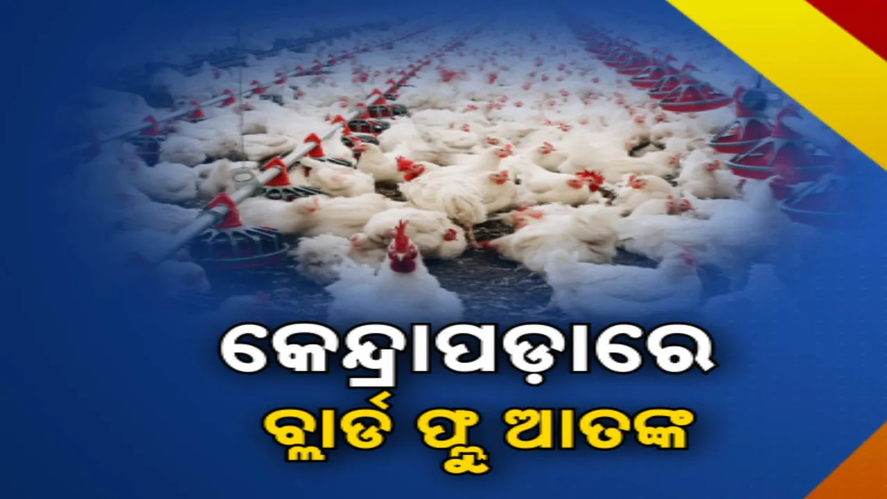  ଡେଉଁଛି ବାର୍ଡ ଫ୍ଲୁ.. ପୁରୀ ପରେ ଏବେ କେନ୍ଦ୍ରାପଡ଼ାରେ ବ୍ଲାର୍ଡ ଫ୍ଲୁ ଆତଙ୍କ