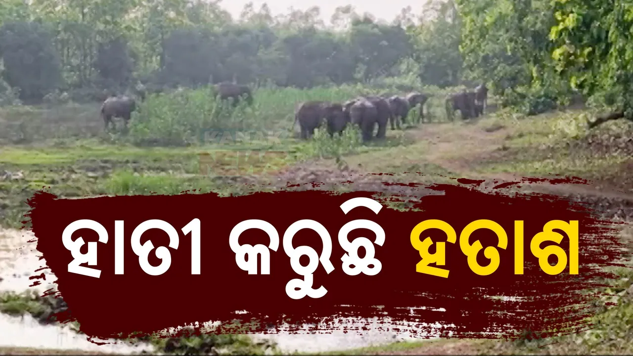  କୂଳଡିହା ଅଭୟାରଣ୍ୟରେ କମୁଛି ହାତୀଙ୍କ ସଂଖ୍ୟା । ବେଆଇନ ଇଟାଭାଟି ଓ ପଥର ଖାଦାନ ଯୋଗୁଁ ହାତୀ ସଂଖ୍ୟା କମୁଥିବା ପରିବେଶବିତଙ୍କ ମତ