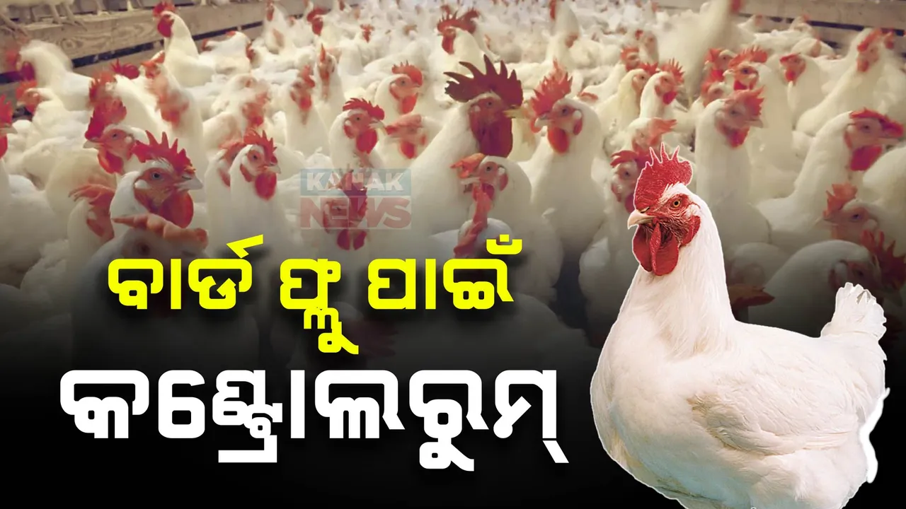  ବେକାବୁ ବାର୍ଡ ଫ୍ଲୁ..... ପିପିଲିରେ ଖୋଲିଲା କଣ୍ଟ୍ରୋଲ ରୁମ୍ । ଲକ୍ଷଣ ଦେଖାଦେଲେ ଭୋପାଳକୁ ପଠାଯିବ ନମୁନା