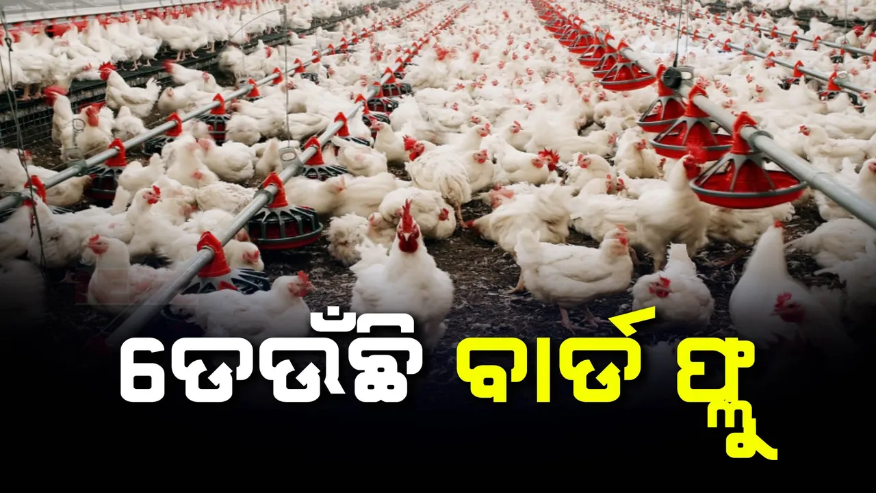  ପୁରୀ ପରେ କେନ୍ଦ୍ରାପଡାରେ ବାର୍ଡ ଫ୍ଲୁ ଆତଙ୍କ । ପିପିଲି ଓ ନିମାପଡାରେ କୁକୁଡା ମରା ଅଭିଯାନ ଜାରି