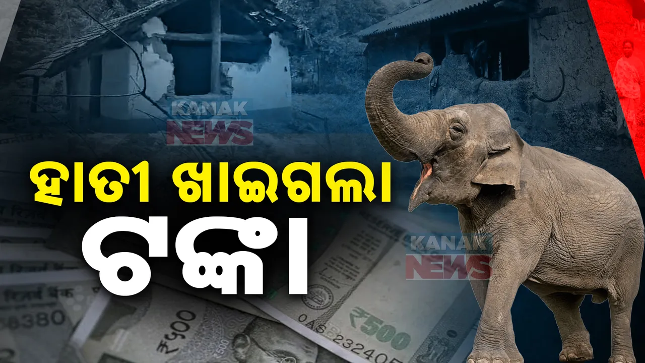  ତେଲକୋଇରେ ମାତିଛି ହାତୀ । ଘର ଭାଙ୍ଗିଲା, ଚୋବାଇଦେଲା ୧୦ ହଜାର ଟଙ୍କା