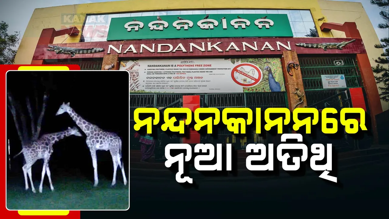 ନନ୍ଦନକାନନରେ ନୂଆ ଅତିଥି ; କୋଲକାତାରୁ ଆସିଲେ ୨ ଜିରାଫ୍