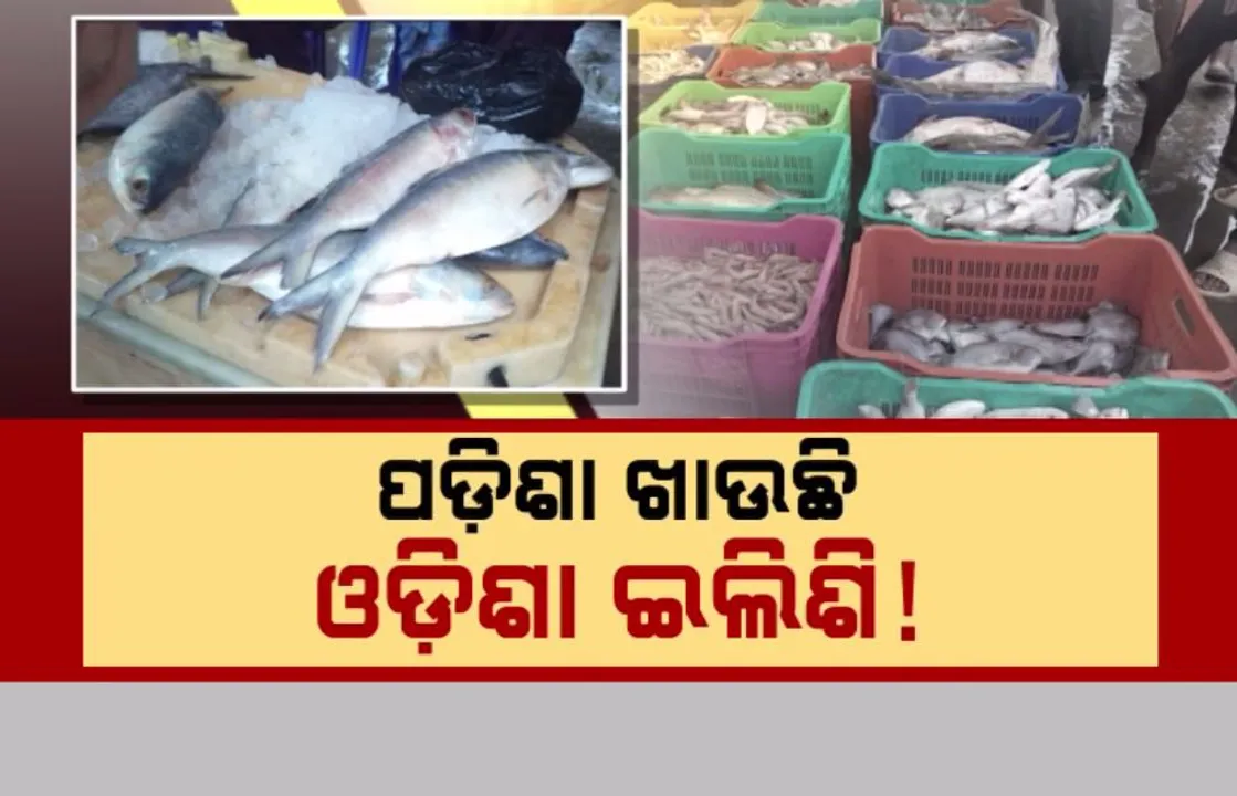  ପଡ଼ିଶା ଖାଉଛି, ଓଡ଼ିଶା ଇଲିଶି! ଦୀଘା ବଜାରରେ ଆକାଶ ଛୁଆଁ ଦର
