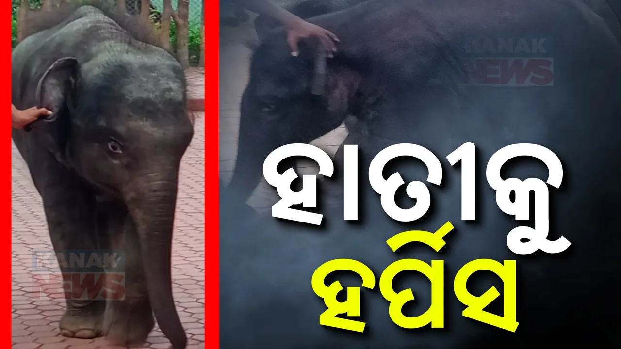  ହର୍ପିସରେ ସଂକ୍ରମିତ ହାତୀ ‘ଅଭି’। ନନ୍ଦନକାନନ ପ୍ରାଣୀ ଉଦ୍ୟାନର ୧୭ ମାସର ହାତୀ ‘ଅଭି’ ଅସୁସ୍ଥ
