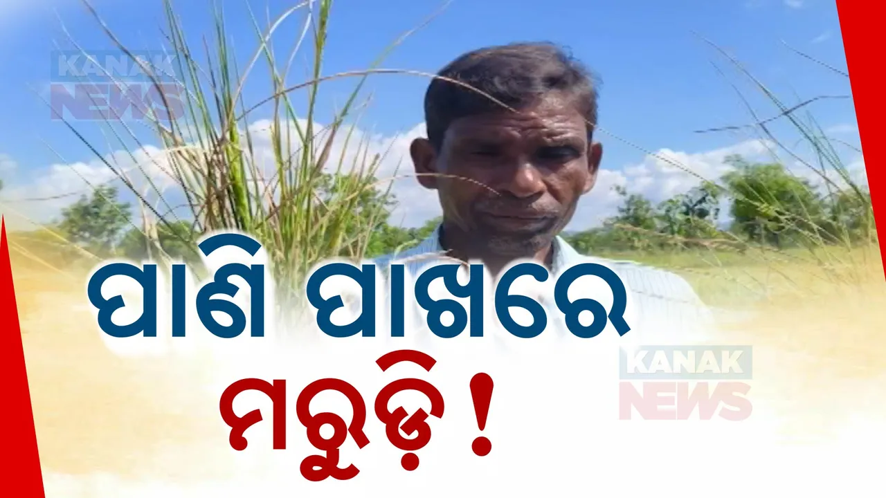  ପାଣି ଅଭାବରୁ ମରୁଡ଼ି ମୁହାଁ ଧାନ ଚାଷ; ଚିନ୍ତାରେ ଚାଷୀ, କରଜ କିଭଳି ସୁଝିବେ