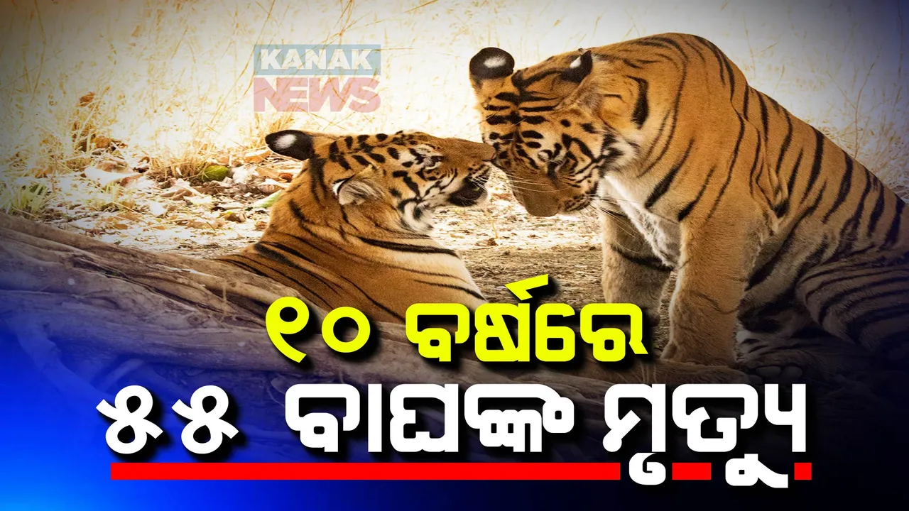  ୧୦ ବର୍ଷରେ ଗଲାଣିି ୫୫ ବାଘଙ୍କ ଜୀବନ : ବିଧାୟକଙ୍କ ପ୍ରଶ୍ନରେ ଉତ୍ତର ରଖିଲେ ପରିବେଶ ମନ୍ତ୍ରୀ