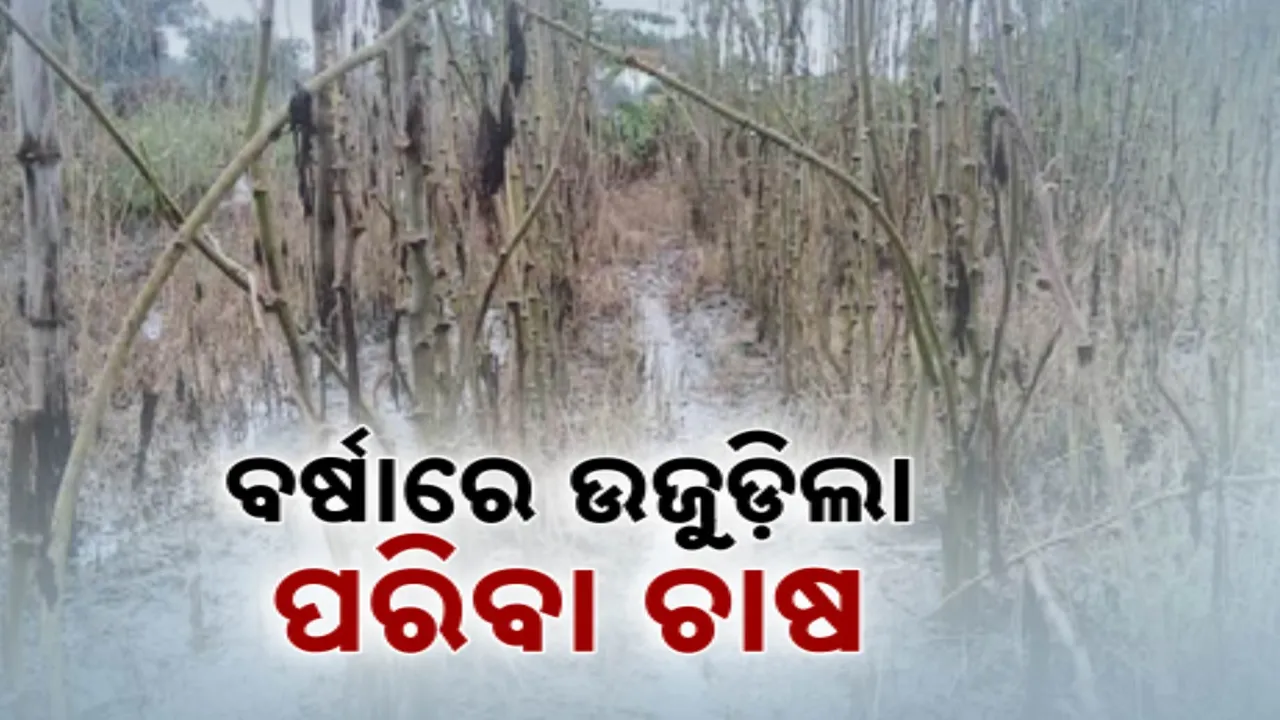  ଲଗାଣ ବର୍ଷାରେ ଉଜୁଡ଼ିଲା ପରିବା ଚାଷ । ପଚିଗଲାଣି ଏକର ଏକର ଫସଲ
