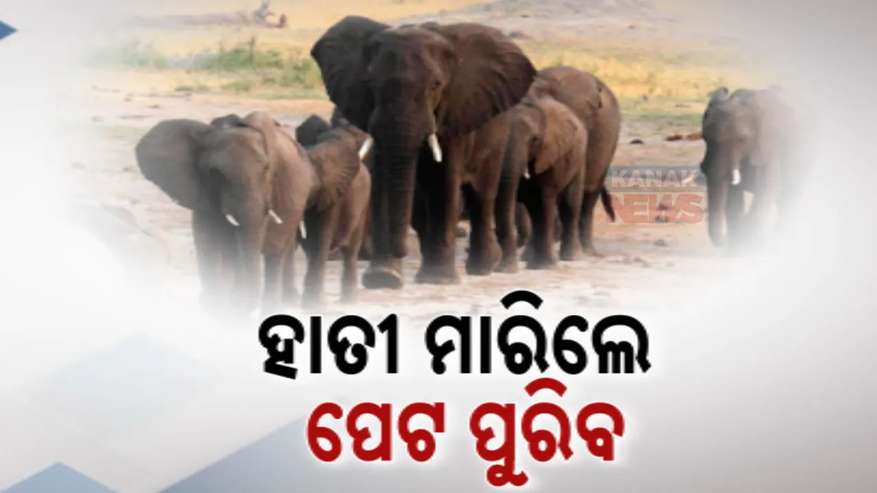  ନାମ୍ବିଆ ପରେ ଜିମ୍ବାୱେରେ ଖାଦ୍ୟ ସଙ୍କଟ । ୨୦୦ ହାତୀଙ୍କୁ ମାରି ଭୋକିଲା ଲୋକଙ୍କ କ୍ଷୁଧା ମେଣ୍ଟାଇବାକୁ ନିଷ୍ପତ୍ତି