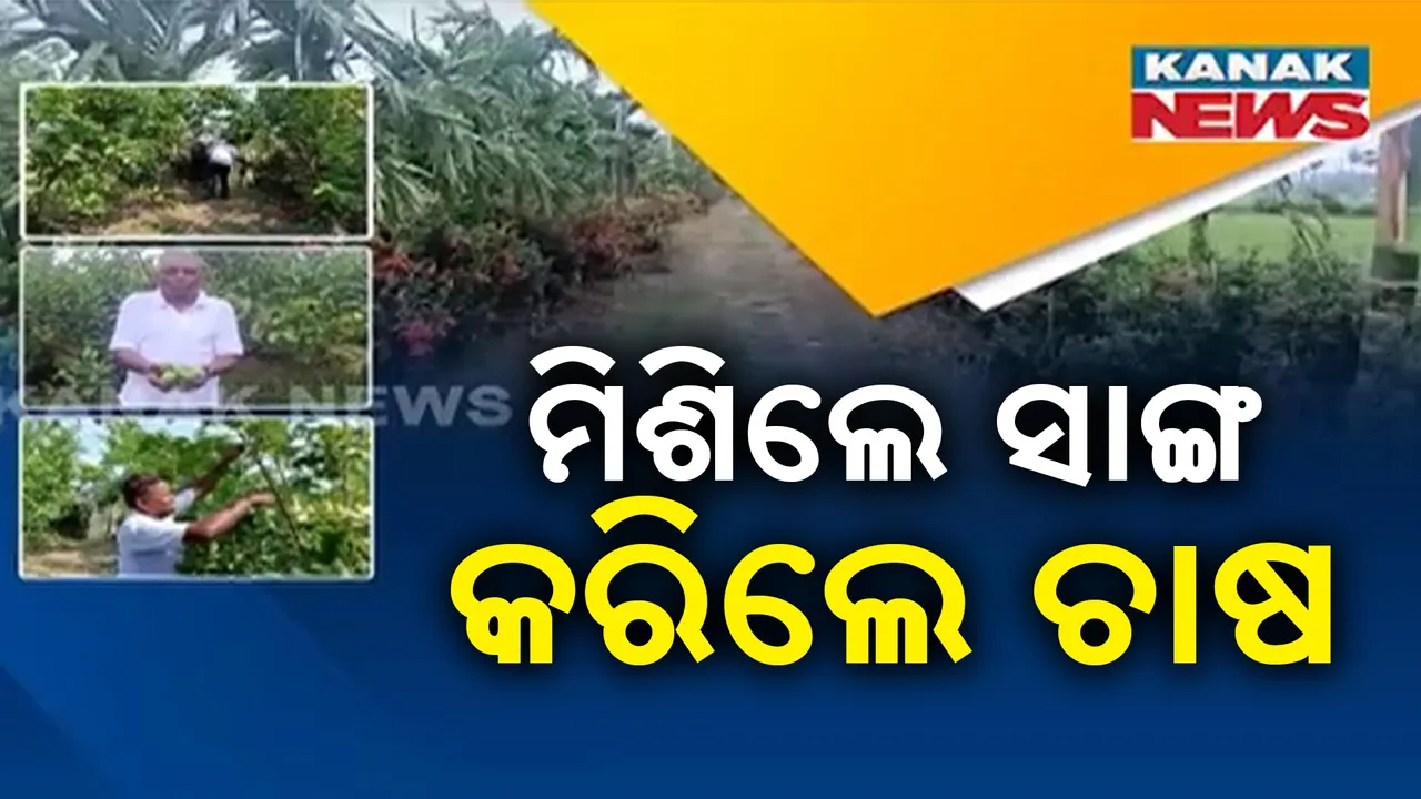  ତିନି ସାଙ୍ଗଙ୍କ ନିଆରା ଉଦ୍ୟମ । ୨୦ ଏକର ଜମିରେ କରିଛନ୍ତି ଅତ୍ୟାଧୁନିକ ଚାଷ, ବାର୍ଷିକ ରୋଜଗାର କରୁଛନ୍ତି ୨୦ ଲକ୍ଷ ଟଙ୍କା