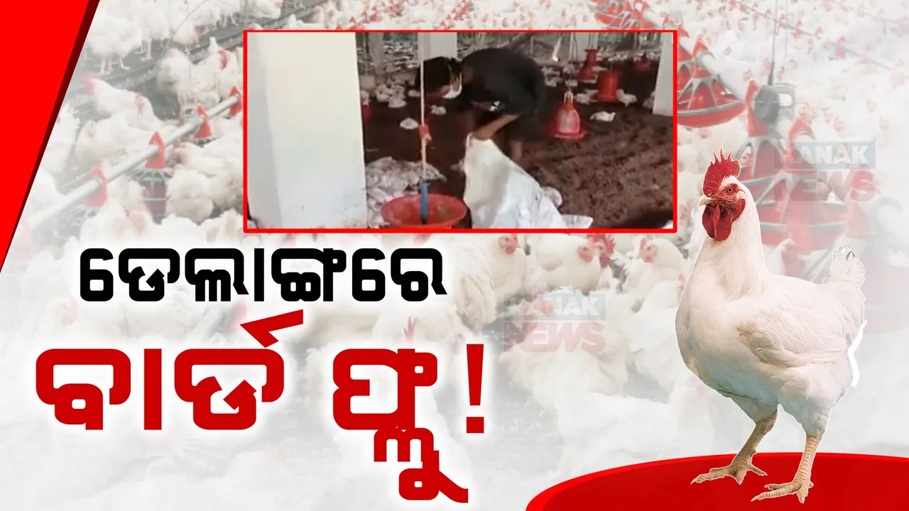  ଅଣାୟତ୍ତ ହେବାରେ ଲାଗିଛି ବାର୍ଡ ଫ୍ଲୁ ;  ନିମାପଡ଼ା ଓ ଡେଲାଙ୍ଗରେ କୁକୁଡ଼ା ମଡ଼କକୁ ନେଇ ବଢ଼ିଲା ଚିନ୍ତା