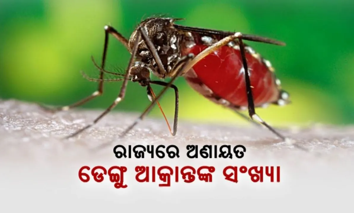  ଅଣାୟତ ଡେଙ୍ଗୁ ଆକ୍ରାନ୍ତଙ୍କ ସଂଖ୍ୟା । ସହରରୁ ଗାଁ ସବୁଠି ଏଡିସ୍ ମଶାର ରାଜୁତି