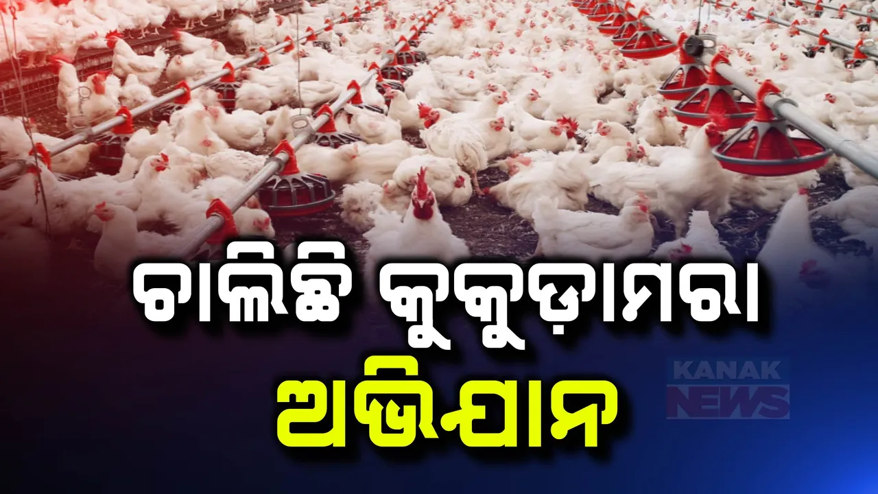  ନିମାପଡ଼ା ଓ ଡେଲାଙ୍ଗରେ ଆଜି ବି କୁକୁଡ଼ାମରା ଅଭିଯାନ । ମରାହେବେ ୩୫ହଜାରରୁ ଅଧିକ କୁକୁଡ଼ା  ।