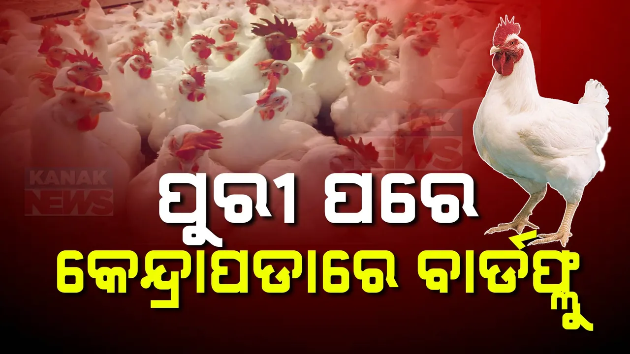  ପିପିଲି ପରେ କେନ୍ଦ୍ରାପଡ଼ାରେ ବାର୍ଡ ଫ୍ଲୁ ଚିହ୍ନଟ; ଦିନକରେ ମରାଗଲା ୧୦ ହଜାରରୁ ଅଧିକ କୁକୁଡ଼ା