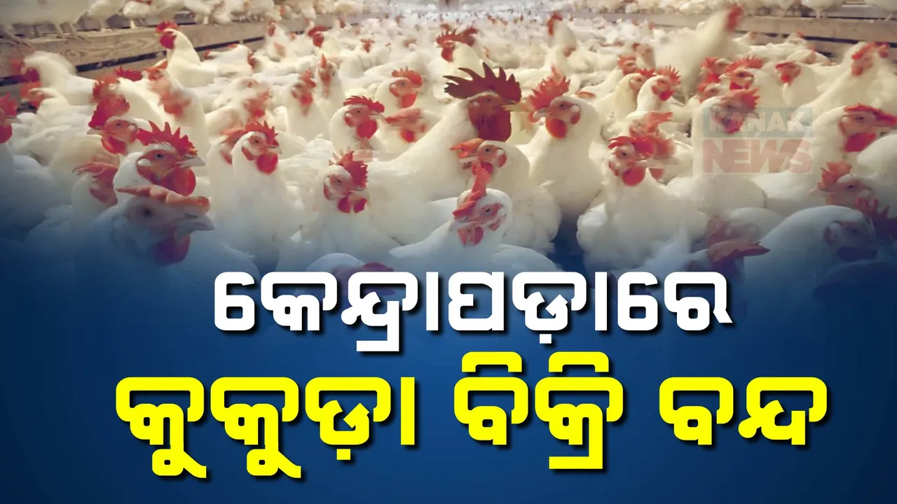  କେନ୍ଦ୍ରାପଡ଼ାରେ ବଢୁଛି ବାର୍ଡ ଫ୍ଲୁ ଭୟ, କୁକୁଡ଼ା ଓ ଅଣ୍ଡା ବିକ୍ରି ଉପରେ ଲାଗିଲା ରୋକ