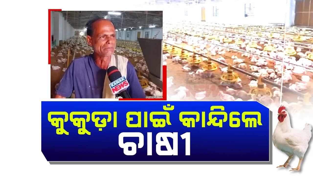  ବାର୍ଡ ଫ୍ଲୁ ପାଇଁ ମରାଯିବ କୁକୁଡା, କାନ୍ଦିଲେ ଚାଷୀ । ପାଖାପାଖି ୯୦ ଲକ୍ଷ ଟଙ୍କା ଖର୍ଚ୍ଚ କରି କୁକୁଡା ଫାର୍ମ କରିଛନ୍ତି ନିମାପଡ଼ାର ରମେଶ ଚନ୍ଦ୍ର ବାରିକ