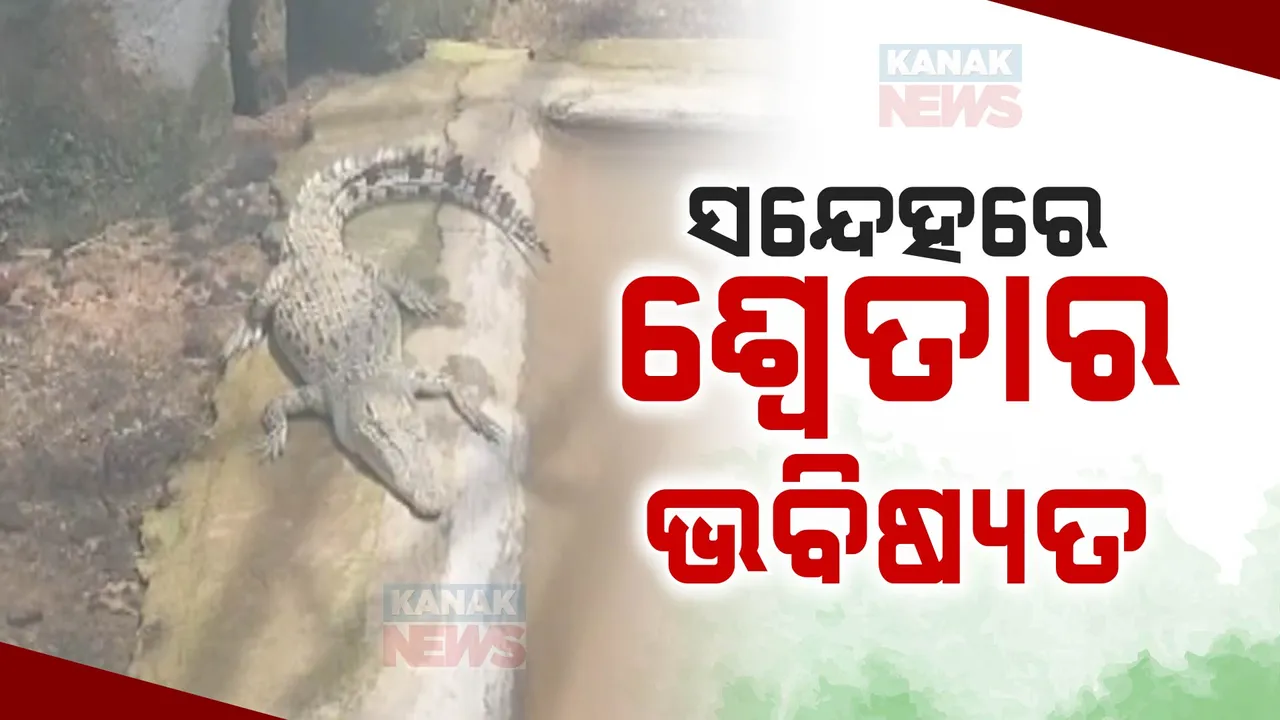  ଭିତରକନିକାର ବଉଳା  କୁମ୍ଭୀର ପ୍ରଜନନ କେନ୍ଦ୍ରରେ ନିସଙ୍ଗ ଜୀବନ ବିତାଉଛି ଧଳା କୁମ୍ଭୀର । ୬ ଫୁଟିଆ କୁଣ୍ଡରେ ଆବଦ୍ଧ ୪ ବର୍ଷୀୟ ଶ୍ୱେତା