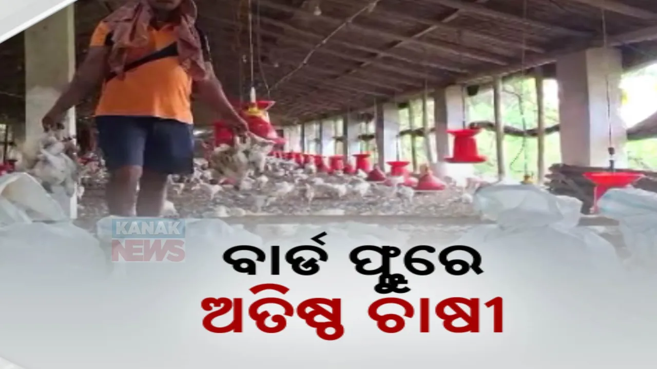  ବାର୍ଡ ଫ୍ଲୁରେ ଅତିଷ୍ଠ ଚାଷୀ ;  ରାପିଡ୍ ରେସପନ୍ସ ଟିମ ସେଣ୍ଟରରେ ମଲା କୁକୁଡ଼ା ଅଖା ଫୋପାଡ଼ିଲେ ଅସନ୍ତୋଷ ଚାଷ