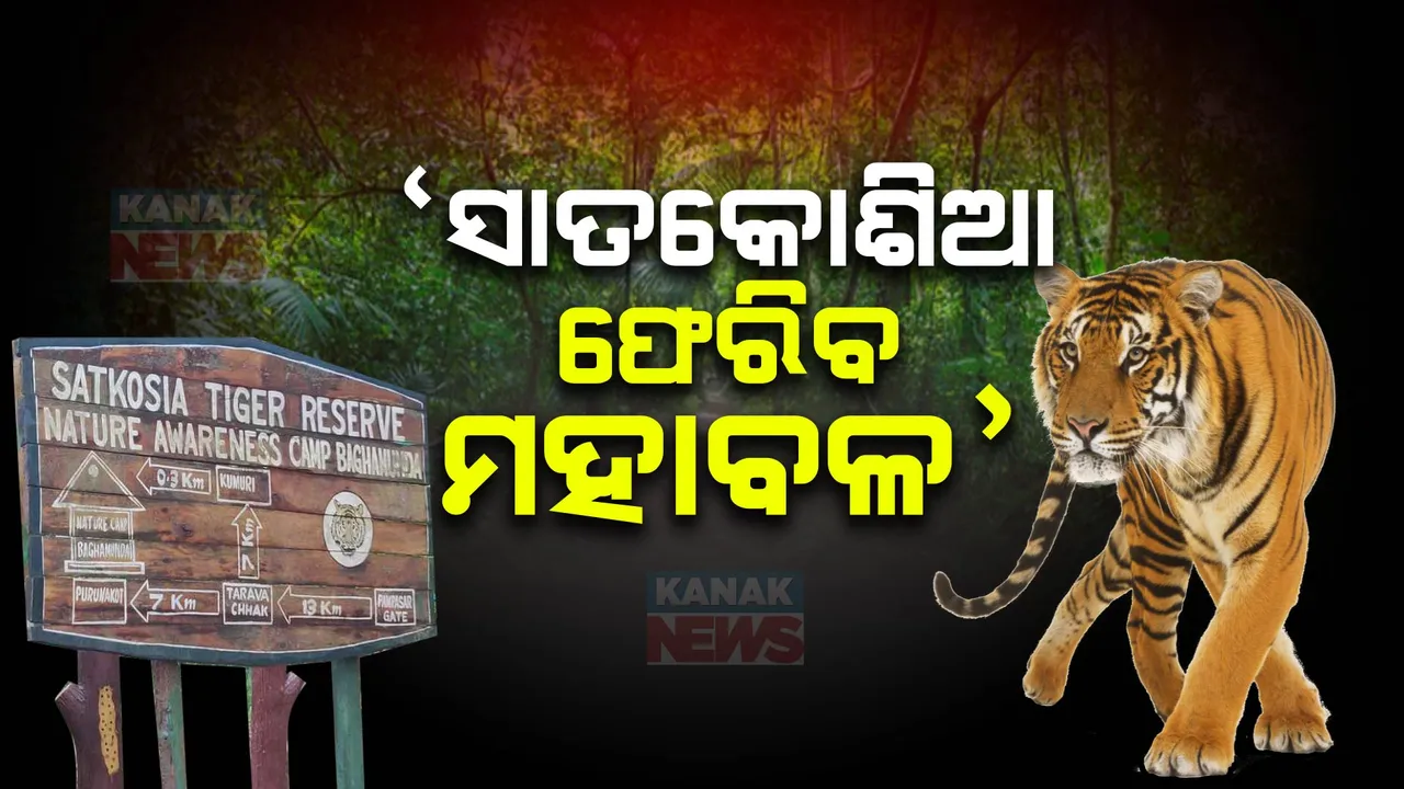  ସାତକୋଶିଆକୁ ପୁଣି ଫେରିବେ ମହାବଳ; ମଧ୍ୟପ୍ରଦେଶରୁ ୧୫ଟି ବାଘୁଣୀ ଆଣିବାକୁ ମିଳିଛି ଅନୁମତି