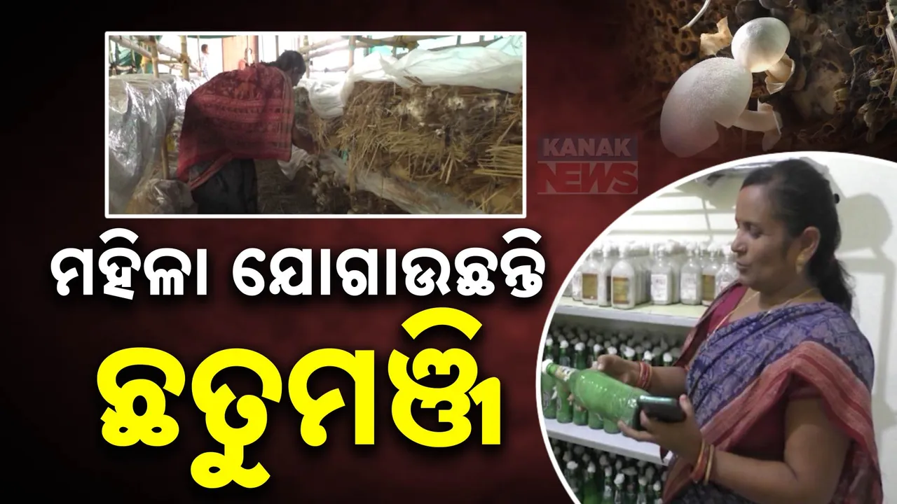  ଛତୁ ଚାଷ ଓ ଛତୁ ମଞ୍ଜି ଉତ୍ପାଦନ କରି ଲାଭବାନ ହେଲେ ସୁବର୍ଣ୍ଣପୂର ଲାତୁରପେଟ ଗାଁର ସୁପ୍ରଭା ଦାନି । ଜିଲ୍ଲା କୃଷି ବିଜ୍ଞାନ କେନ୍ଦ୍ର ସହଯୋଗରେ କରୁଛନ୍ତି ଚାଷ