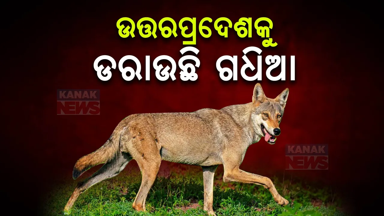  ମାତିଛି ଗଧିଆ ; ଦୁଇ ଦିନରେ ତିନି ଶିଶୁଙ୍କୁ କଲାଣି ଆକ୍ରମଣ, ସତର୍କ କଲା ବନବିଭାଗ