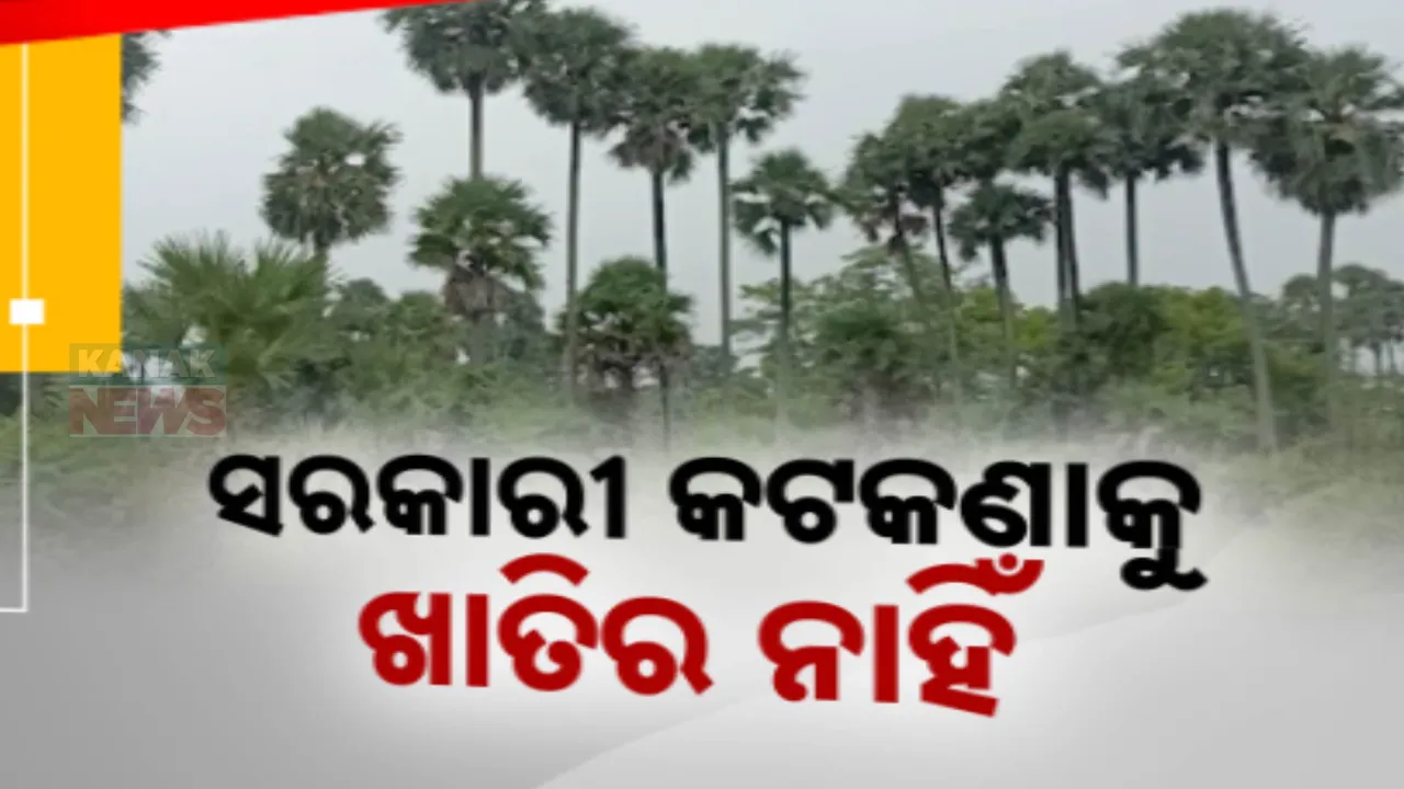  ଶାଗମାଛ ଦରରେ ବିକ୍ରି ହେଉଛି ତାଳ ଗଛ । କଟକଣା ପରେ ବି ତାଳଗଛ ଚୋରା ଚାଲାଣ ।
