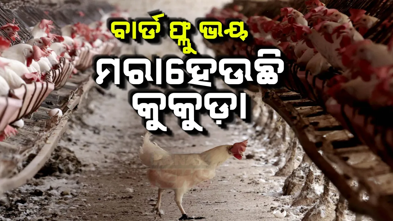  ପିପିଲିରେ ବାର୍ଡ ଫ୍ଲୁ’ର ହଟସ୍ପଟ ପରେ ତତ୍ପର ପ୍ରଶାସନ । ପିପିଲି ସହ ଡେଲାଙ୍ଗ ଓ ସତ୍ୟବାଦୀରେ କୁକୁଡା ଫାର୍ମରୁ ହେଉଛି କୁକୁଡା ଖାଲି