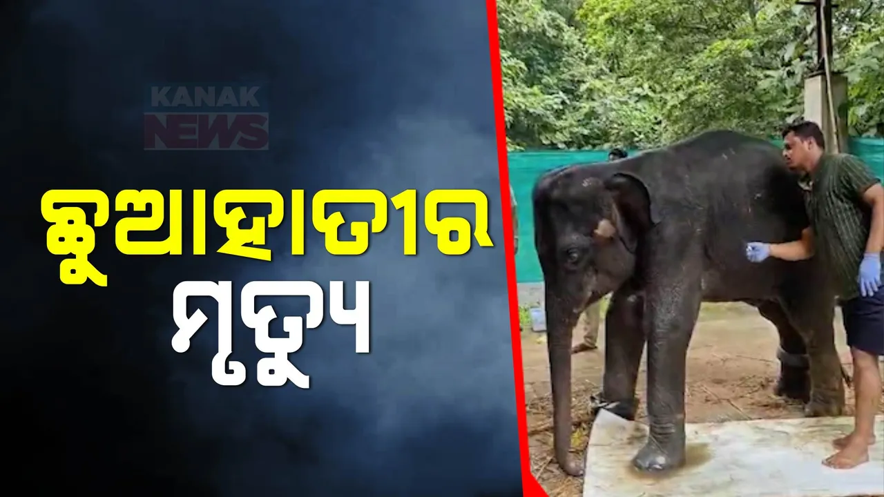  ଚନ୍ଦକା ଗୋଡ଼ିବାଡ଼ିରେ ହାତୀ ଛୁଆର ମୃତ୍ୟୁ ; ପାଟିରେ ଘା’ ହୋଇଥିବାରୁ ଚିକିତ୍ସା କରୁଥିଲେ ଓୟୁଏଟି ଟିମ୍, ଶିମିଳିପାଳରେ ବି ହାତୀ ମୃତ୍ୟୁ  ।