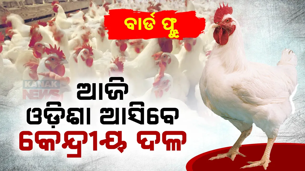 ବାର୍ଡ ଫ୍ଲୁ: ଆଜି ଓଡ଼ିଶା ଆସିବେ କେନ୍ଦ୍ରୀୟ ଦଳ । ସଂକ୍ରମଣ ସ୍ଥଳ ବୁଲି କରିବେ ସ୍ଥିତି ଅନୁଧ୍ୟାନ