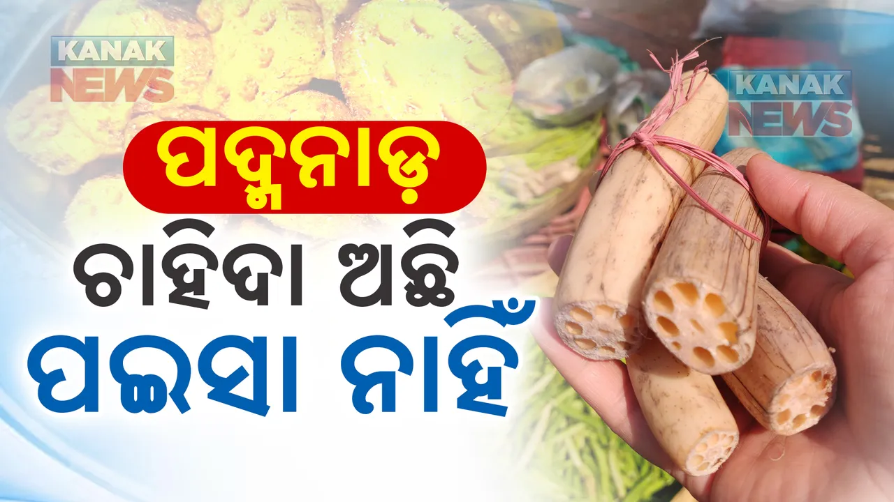  ପେଟ ପୋଷୁଛି ପଦ୍ମନାଡ । ଗଞ୍ଜାମ ଧରାକୋଟ ବ୍ଲକ ଜାହାଡା ହ୍ରଦରୁ ପଦ୍ମନାଡ ସଂଗ୍ରହ କଲେ ଚଳୁଛି ପରିବାର