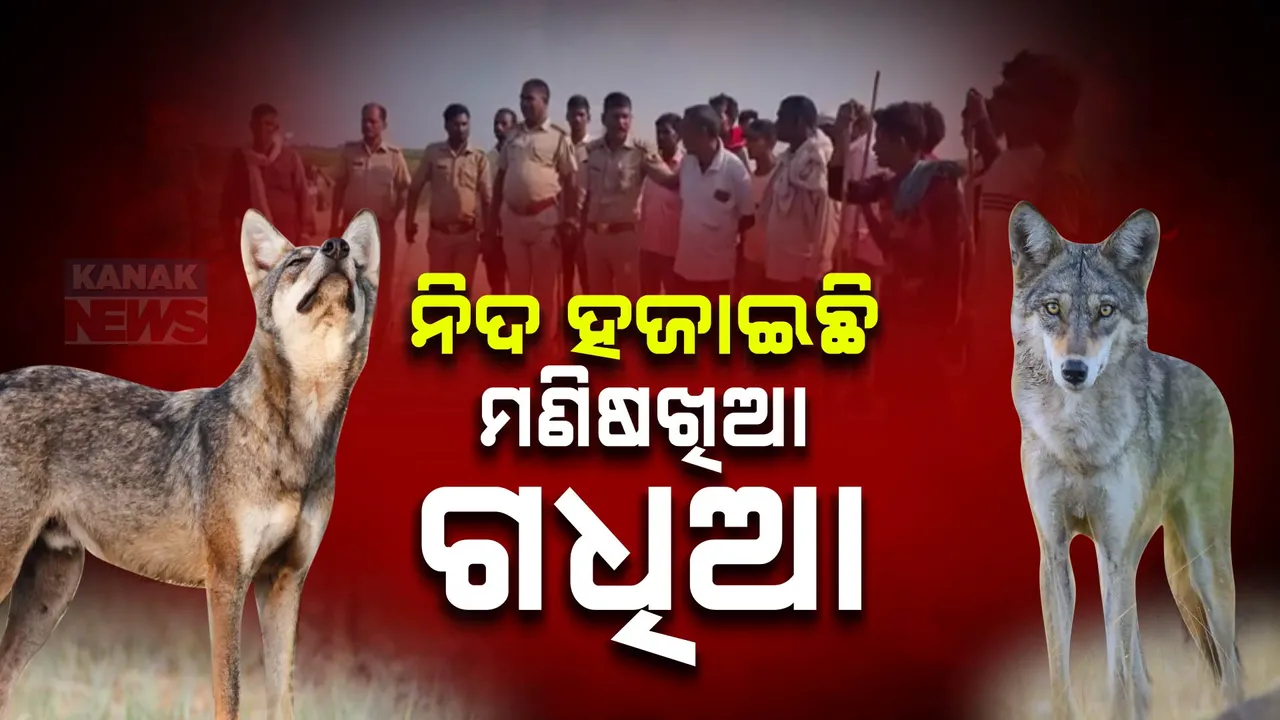  ଉତ୍ତର ପ୍ରଦେଶ ବେହରାଇଚରେ ଗଧିଆ ଆତଙ୍କ । ୩୫ଟି ଗାଁରେ ଆତଙ୍କ ଖେଳାଇଛି ।