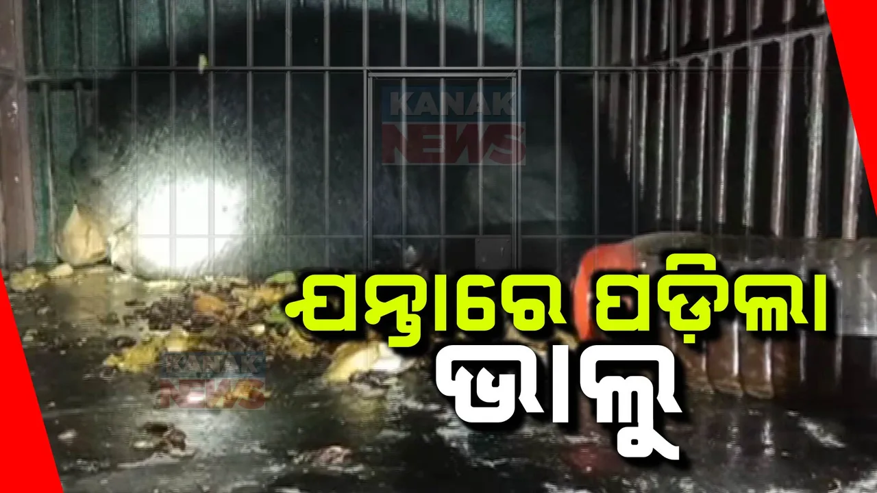  ଯନ୍ତାରେ ପଡ଼ିଲା ଭାଲୁ ;  ୧୫ ଦିନ ଧରି ଖେଳାଇଥିଲା ଆତଙ୍କ