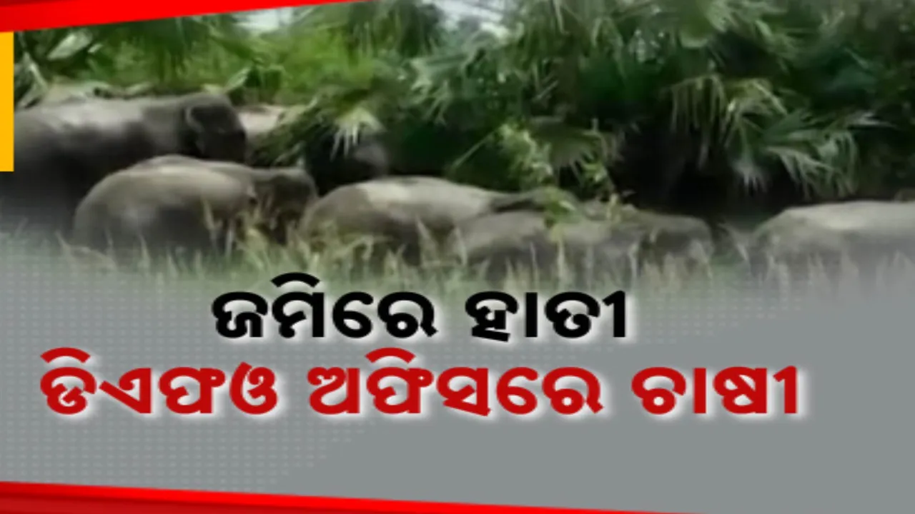  ଅସମ୍ଭାଳ ହେଲାଣି ହାତୀ ଉପଦ୍ରବ । ଅନୁଗୁଳ ବନଖଣ୍ଡ ଅଧିକାରୀଙ୍କ କାର୍ଯ୍ୟାଳୟ ଘେରିଲେ ଅତିଷ୍ଠ ଚାଷୀ