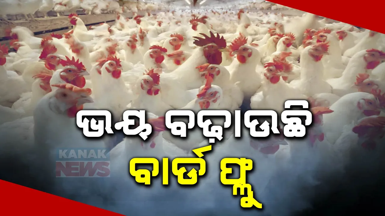  ରାଜ୍ୟରେ ମୁଖ୍ୟ ପଶୁ ରୋଗ ଗବେଷଣା କେନ୍ଦ୍ରରୁ ଆସିଲା ତଥ୍ୟ । ବର୍ତ୍ତମାନ ସୁଦ୍ଧା ୫୫ ଟି ବାର୍ଡ ଫ୍ଲୁ ସାମ୍ପୁଲ ପଜିଟିଭ, ୩୦ ହଜାର ସାମ୍ପୁଲ ଟେଷ୍ଟ ପାଇଁ ରହିଛି ଲକ୍ଷ୍ୟ