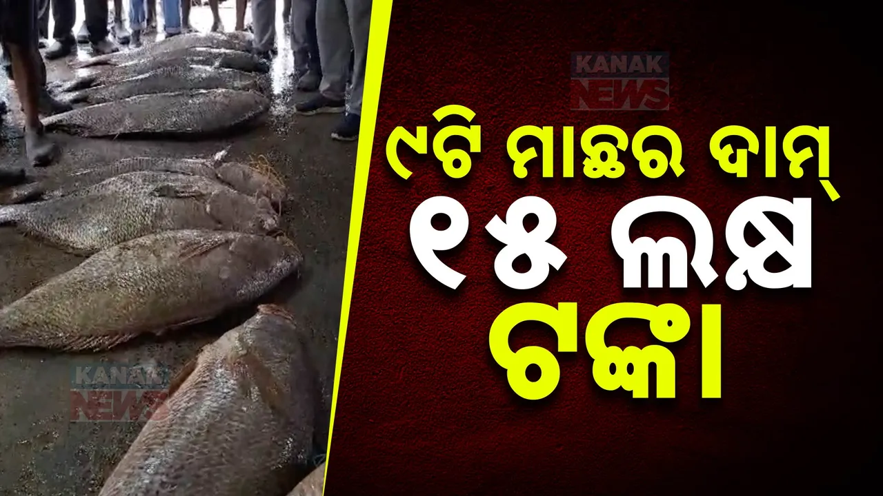  ୯ଟି ମାଛର ଦାମ୍ ୧୫ ଲକ୍ଷ ଟଙ୍କା । ଦୀଘା ମୁହାଣରେ ମତ୍ସ୍ୟଜୀବୀଙ୍କ ଜାଲରେ ପଡିଲା ଦାମିକିଆ ତେଲିଆ ଶିଳା ମାଛ