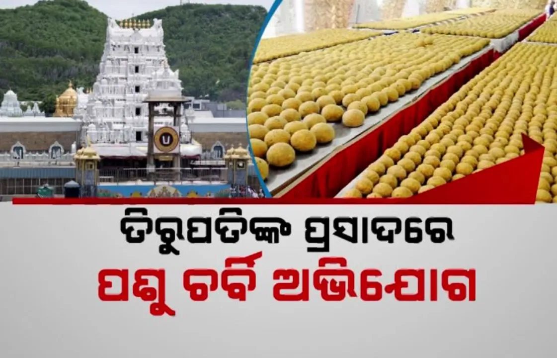  ତିରୁପତିଙ୍କ ପ୍ରସାଦରେ ପଶୁ ଚର୍ବି ଅଭିଯୋଗ । ଘଟଣାକୁ ନେଇ ସାରା ଦେଶରେ ଚାଞ୍ଚଲ୍ୟ । ସୁପ୍ରିମକୋର୍ଟରେ ପହଞ୍ଚିଲା ମାମଲା
