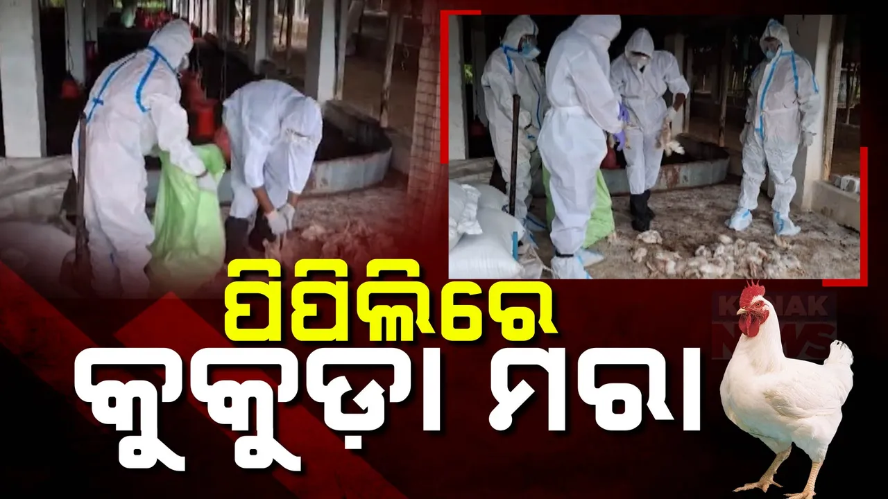  ବାର୍ଡ ଫ୍ଲୁ ଯୋଗୁଁ  ପିପିଲିରେ ଆରମ୍ଭ ହେଲା କୁକୁଡ଼ା ମରା ;  ୨୦ହଜାରରୁ ଅଧିକ କୁକୁଡ଼ା ମାରିବା ନେଇ ନିଷ୍ପତ୍ତି