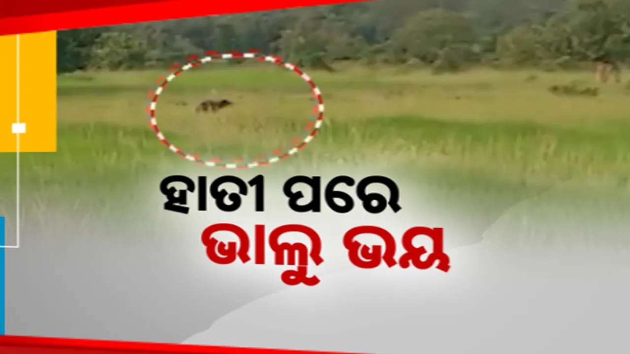  ହାତୀ ପରେ ମାତିଛି ଭାଲୁ; ବିଲରେ ଲୁଚି ରହୁଛି, ଲୋକଙ୍କୁ ଦେଖିଲେ ଗୋଡ଼େଇ ଆସୁଛି