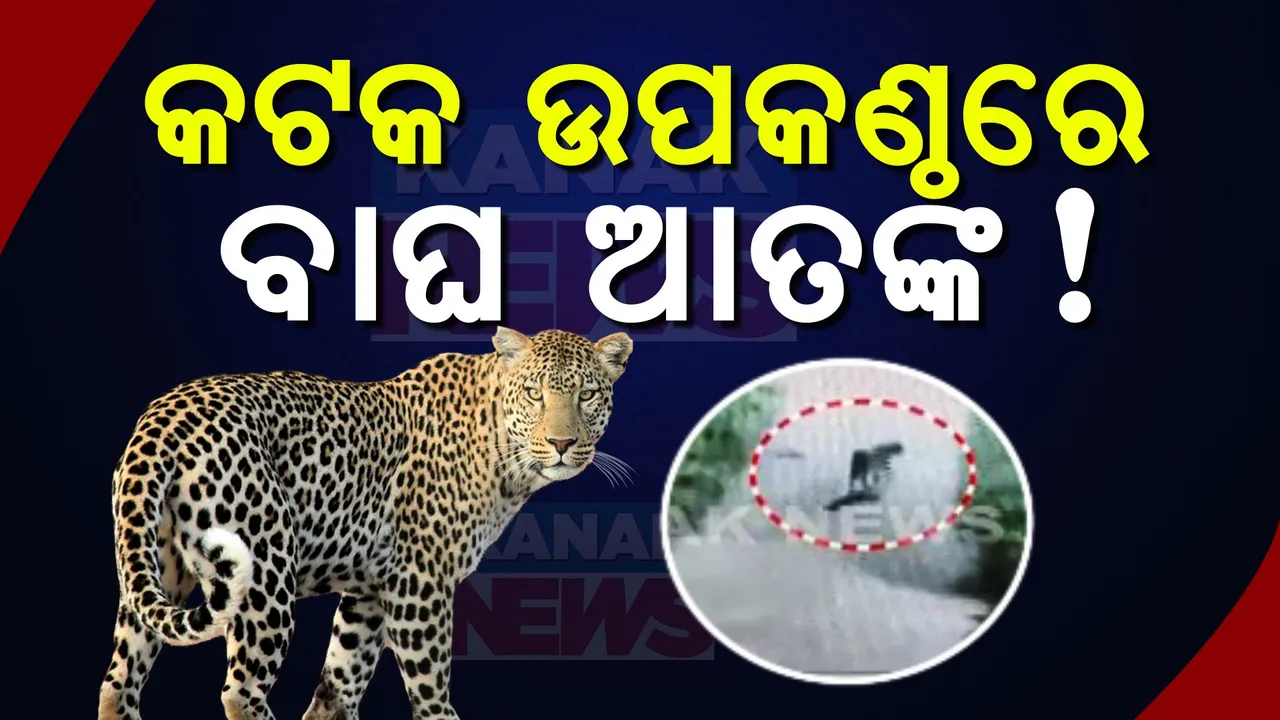  କଟକ ଉପକଣ୍ଠ ଗ୍ରାମାଞ୍ଚଳରେ ବୁଲୁଛି ବାଘ ; ସ୍ଥାନୀୟ ବାସିନ୍ଦା ଆତଙ୍କିତ