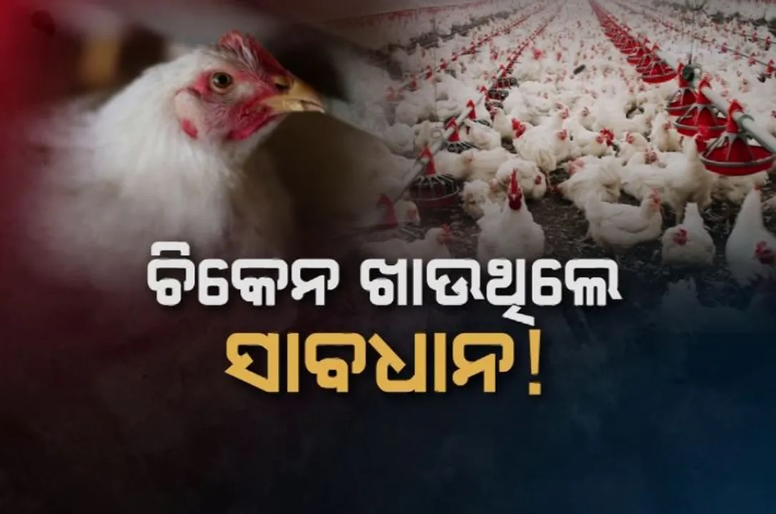  ଚିକେନ ଖାଉଥିଲେ ସାବଧାନ ! ୩ ଦିନରେ ମରାଗଲାଣି ୨୦ ହଜାର କୁକୁଡା  !